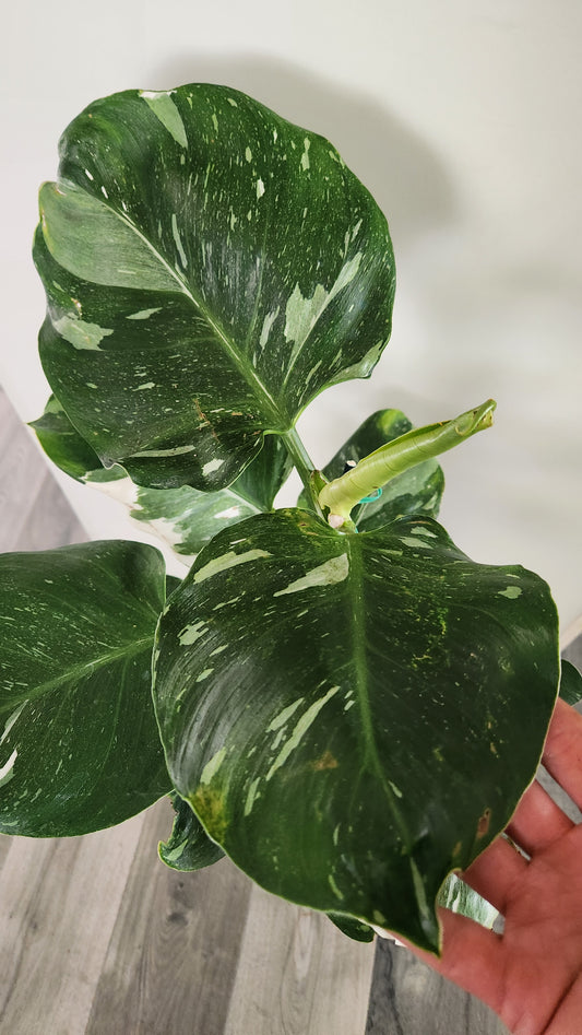Philodendron White Wizard
