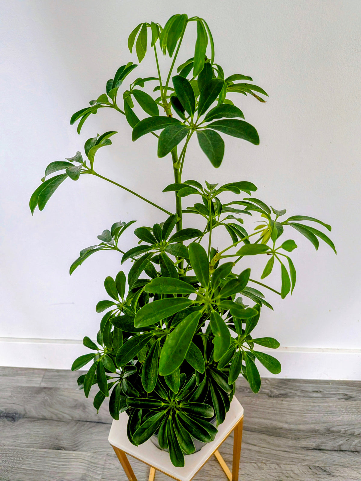 Dwarf Umbrella Tree