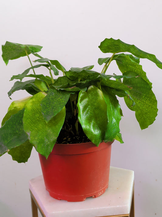 Calathea Muzaica