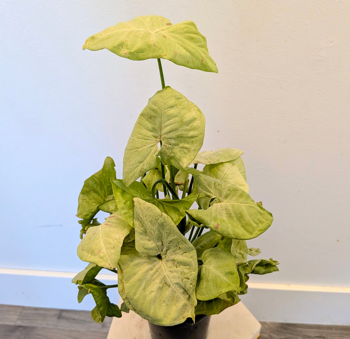 Syngonium "Milk Confetti"