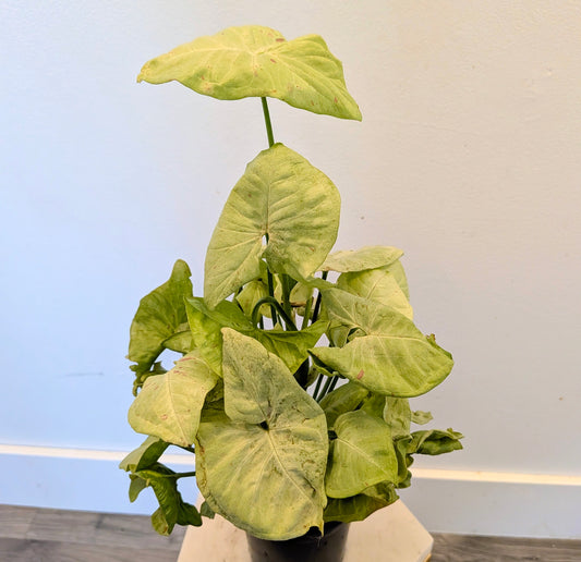 Syngonium "Milk Confetti"