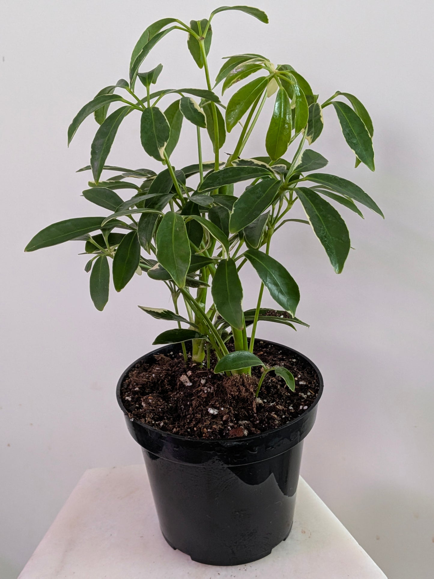 Umbrella Tree Variegated