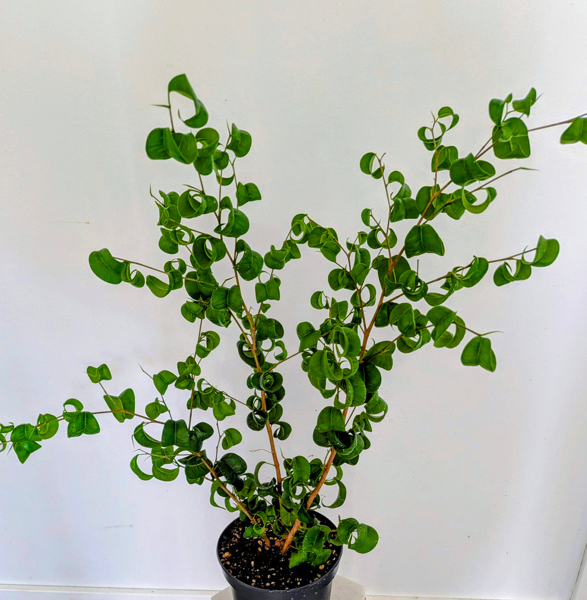 Ficus Benjamina ‘Barok’