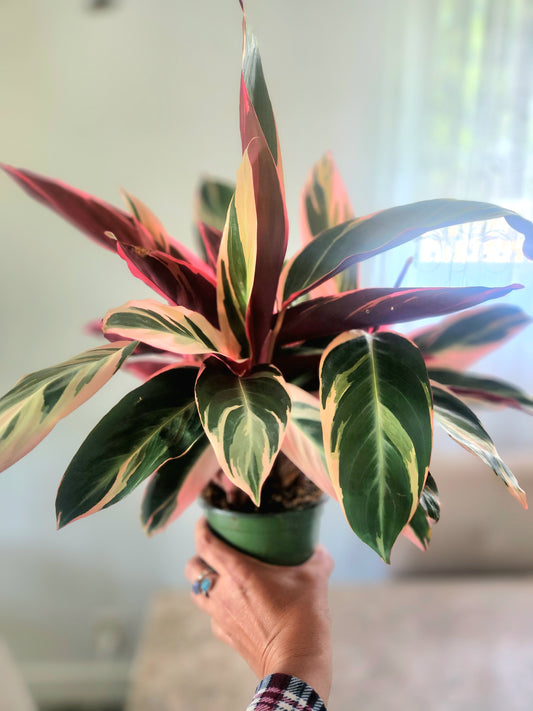 Stromanthe Triostar