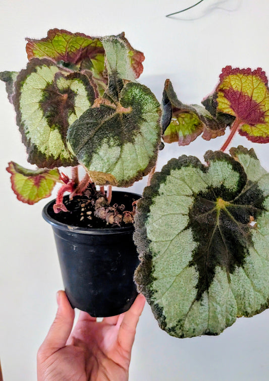 Begonia Rex Escargot