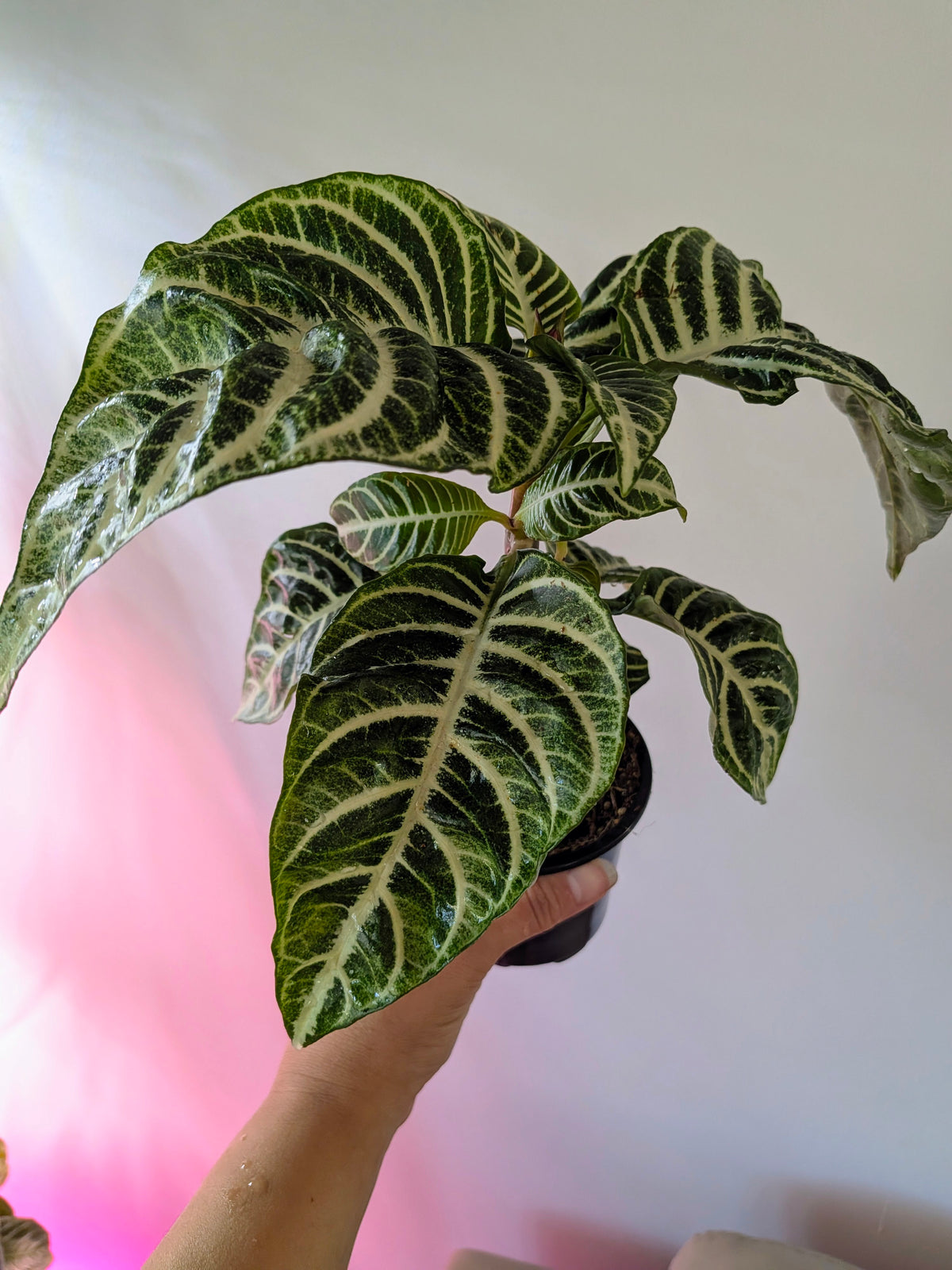 Aphelandra squarrosa | Zebra Plant