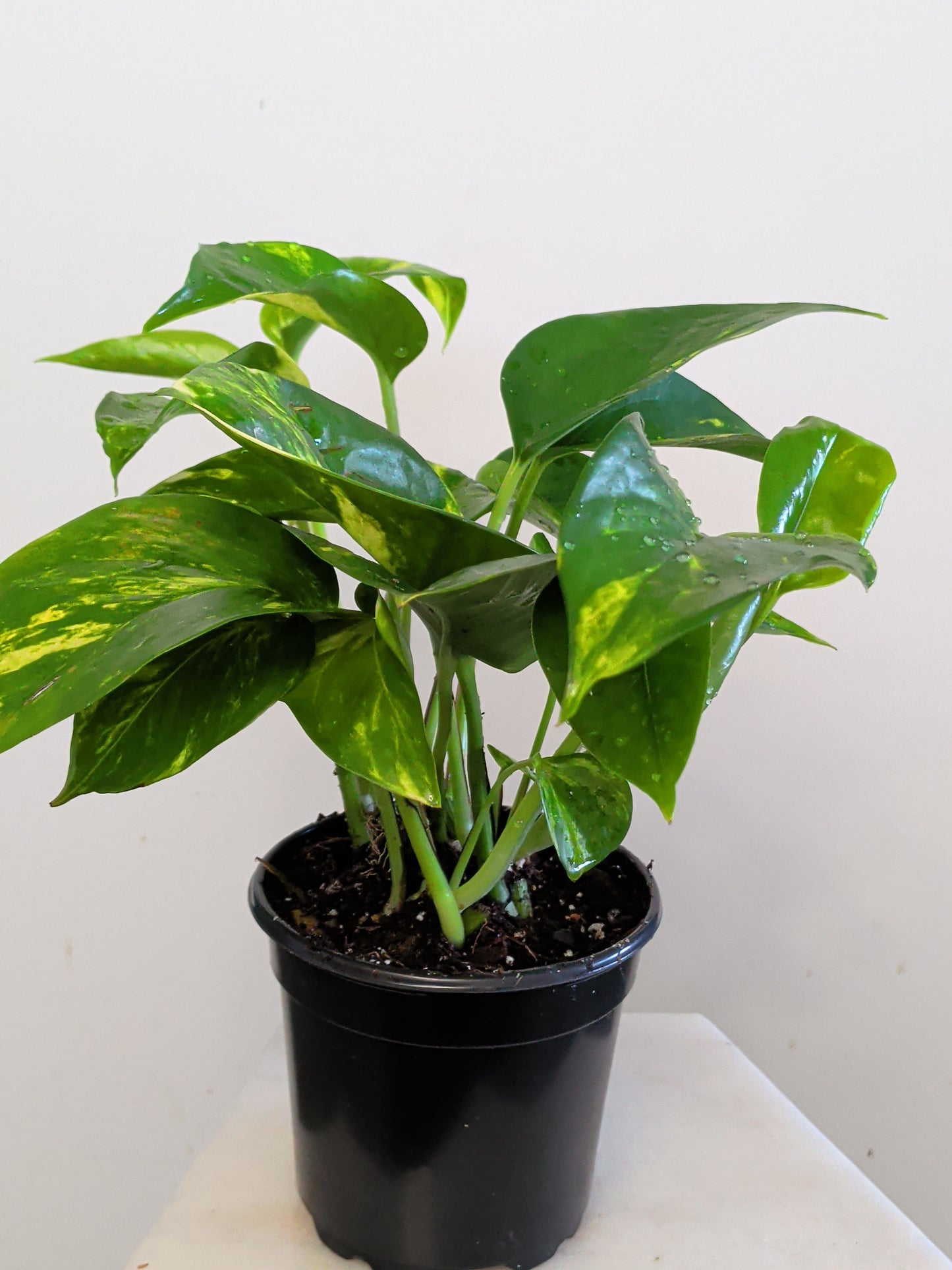 Epipremnum Aureum ( Pothos Hawaii)