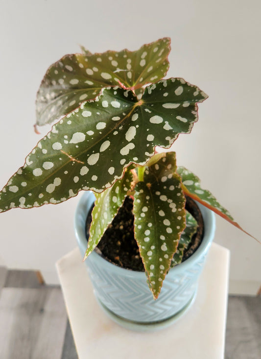 Begonia Maculata ( Angel Wing)