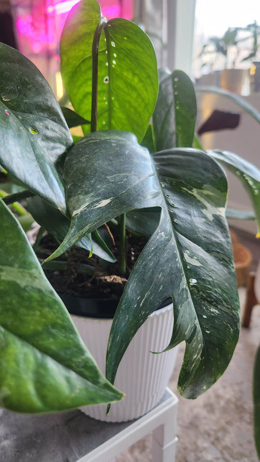 Epipremnum Pinnatum Albo Variegata