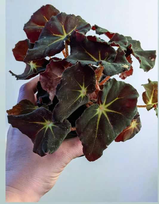 Begonia Mazae "Nigricans"