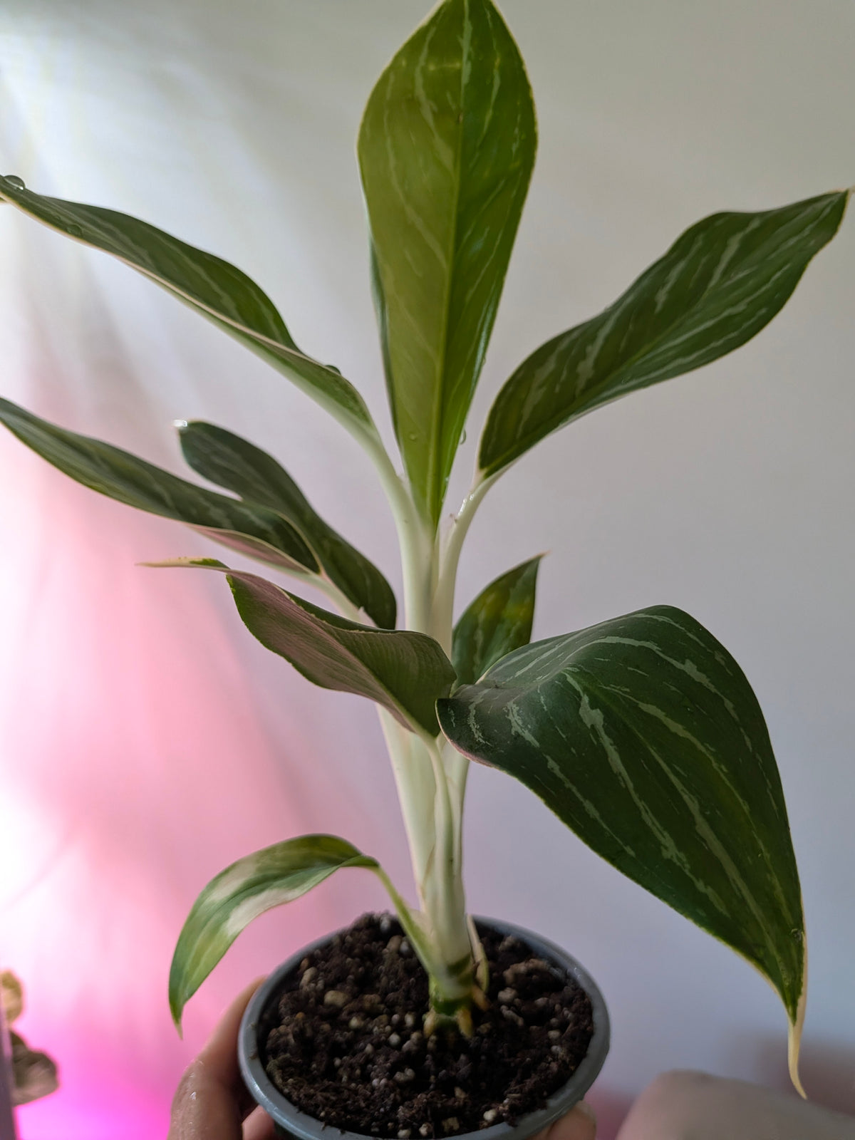 Aglaonema ‘White Stem’ | Chinese Evergreen