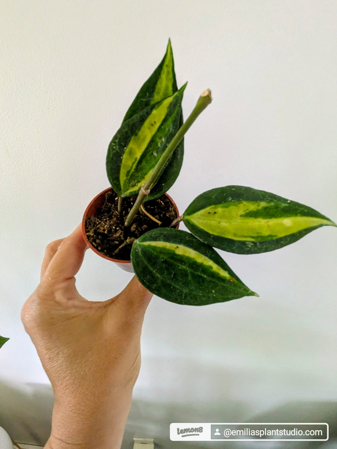 Hoya "Pot of Gold"