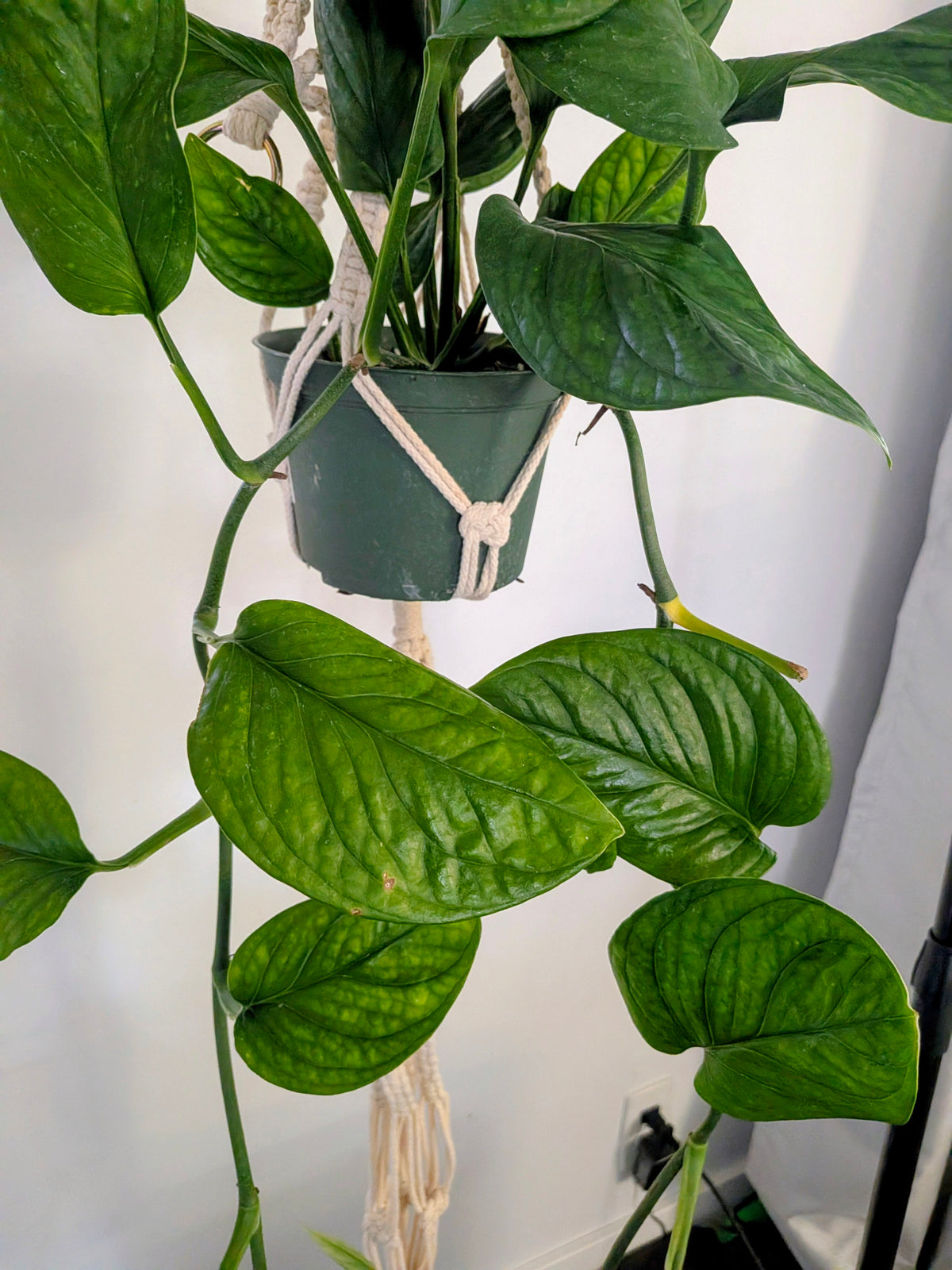 Monstera Pinnatipartita