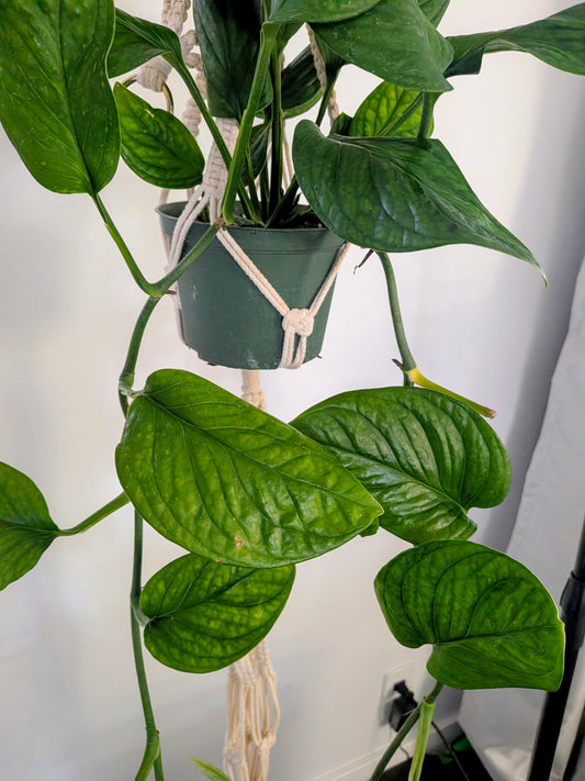 Monstera Pinnatipartita