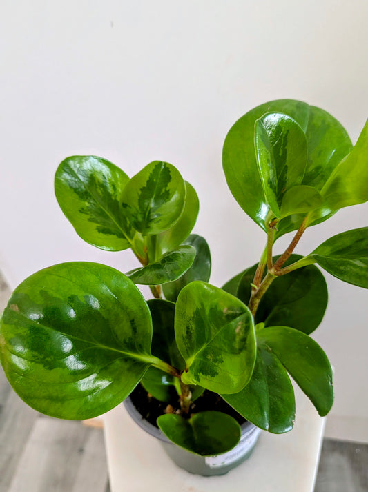 Peperomia Obtusifolia( Pepperface)
