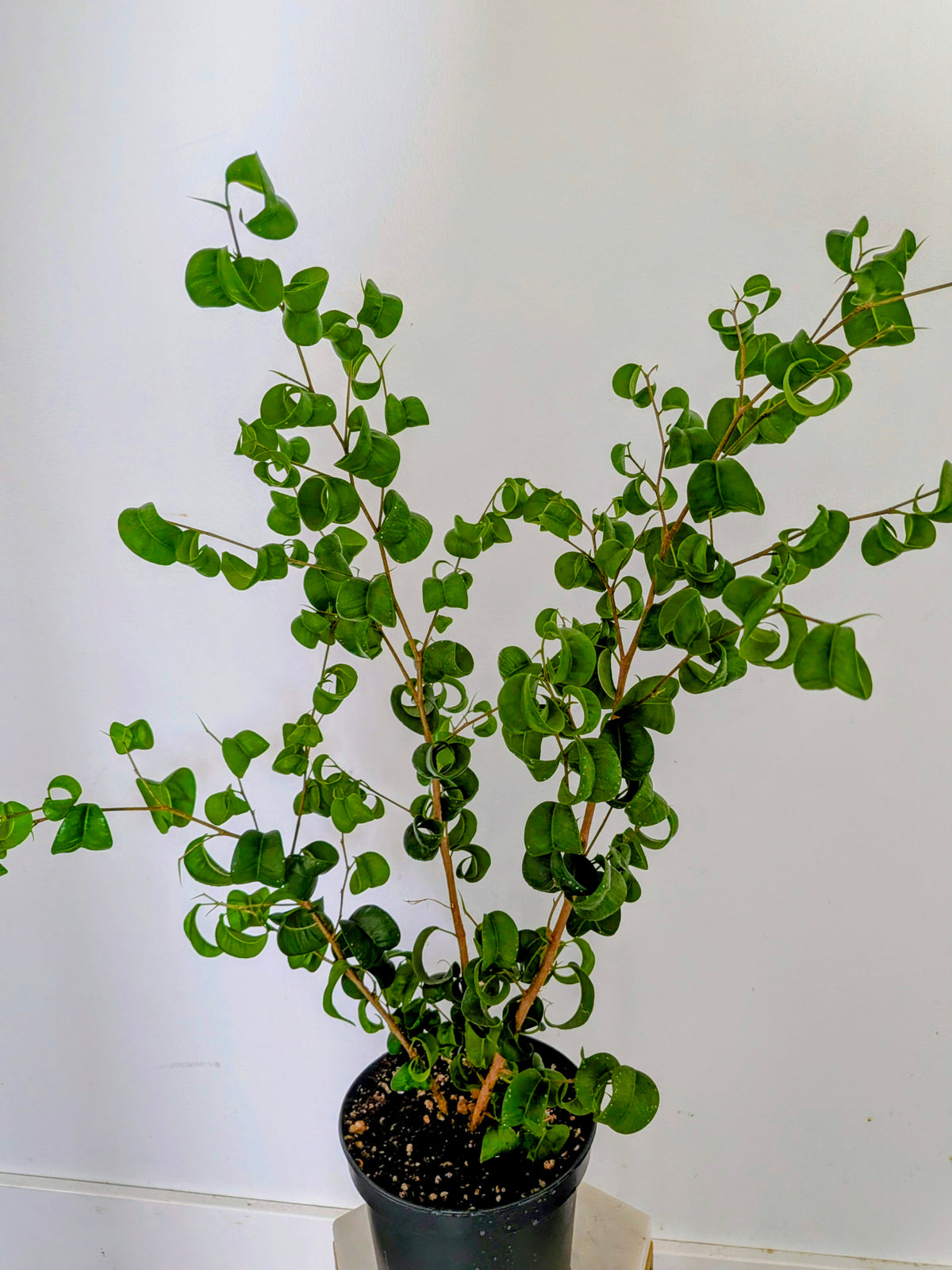 Ficus Benjamina ‘Barok’