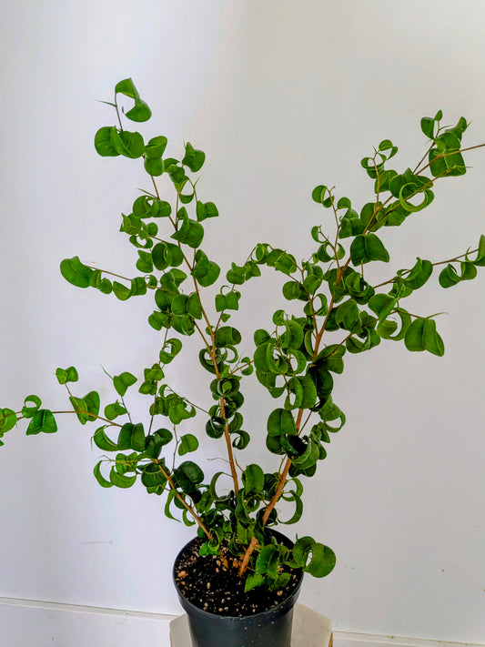 Ficus Benjamina ‘Barok’