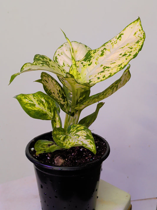 Dieffenbachia Amy