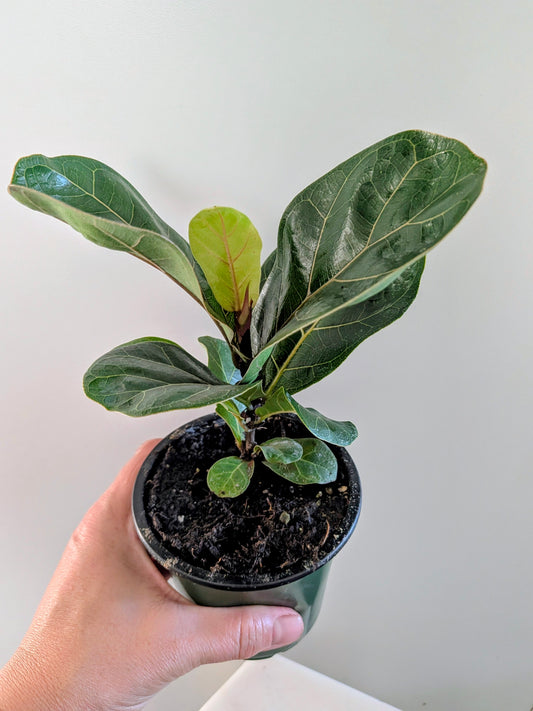 Fiddle Leaf Fig (Ficus lyrata)