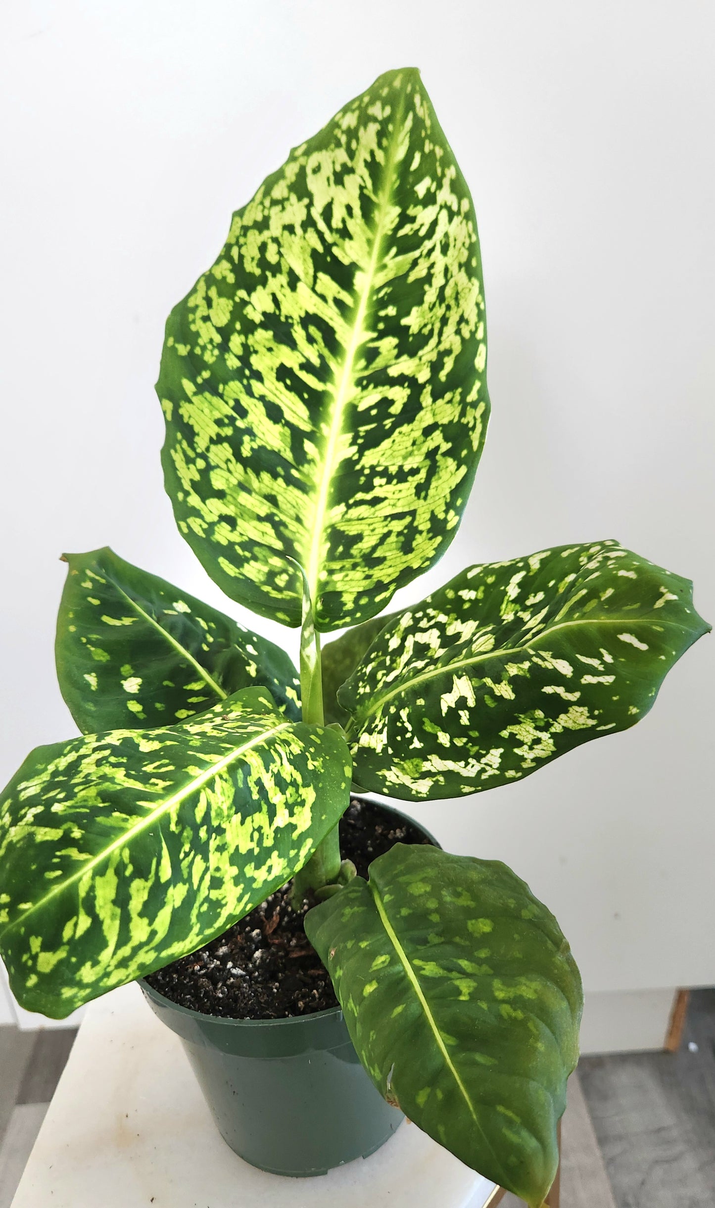 Dieffenbachia Reflector