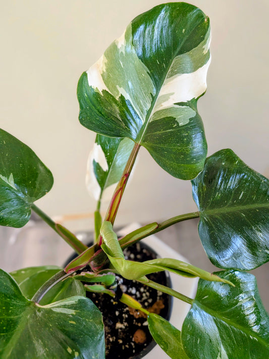 Philodendron "White Princess"