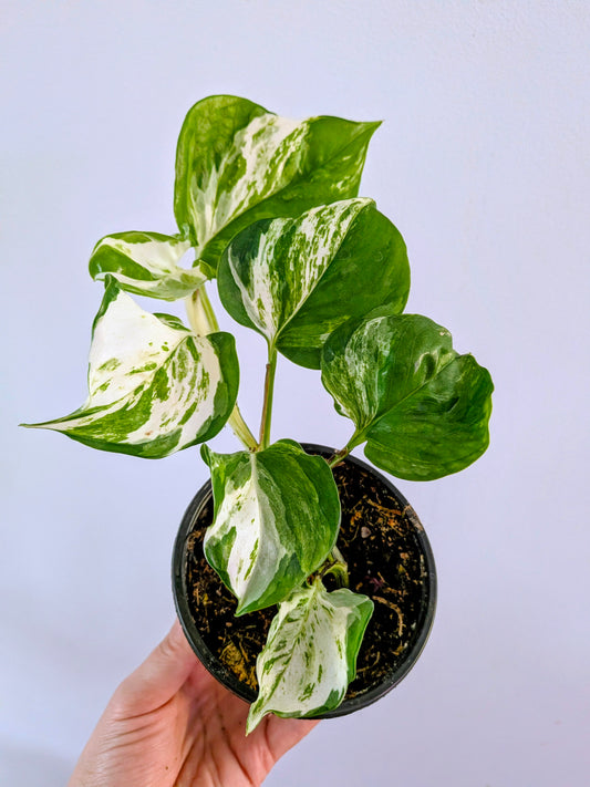 Manjula Pothos (Epipremnum Aureum Manjula)