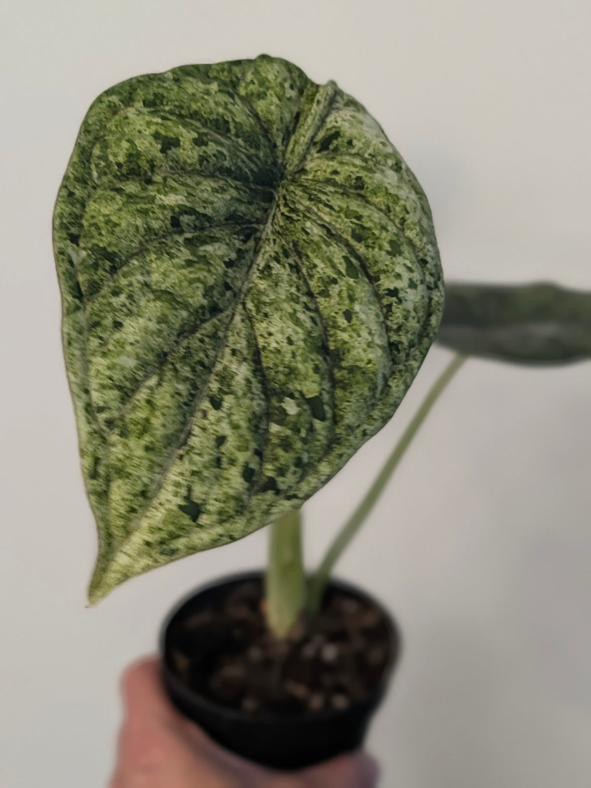 Alocasia Dragon Scale Mint