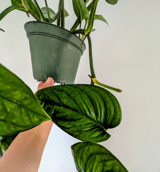 Monstera Pinnatipartita