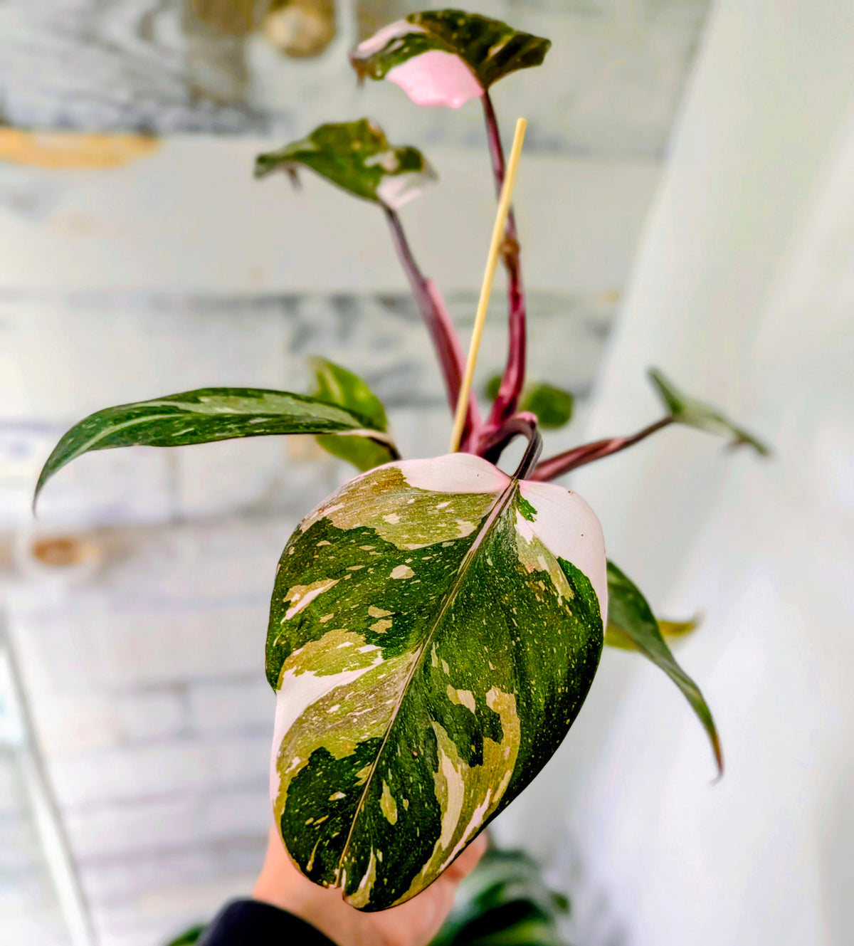 Philodendron Red Anderson