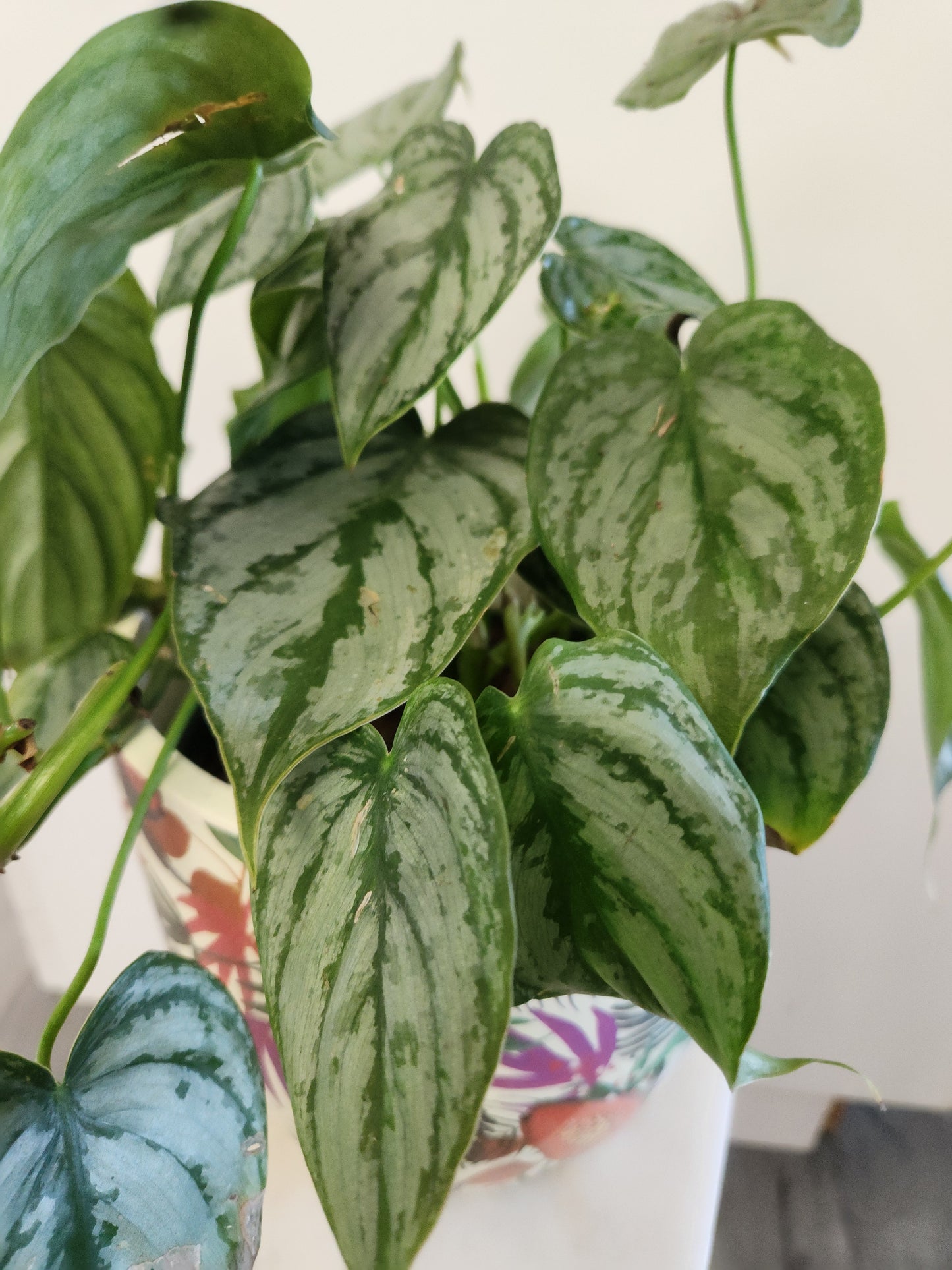 Philodendron Brandtianum