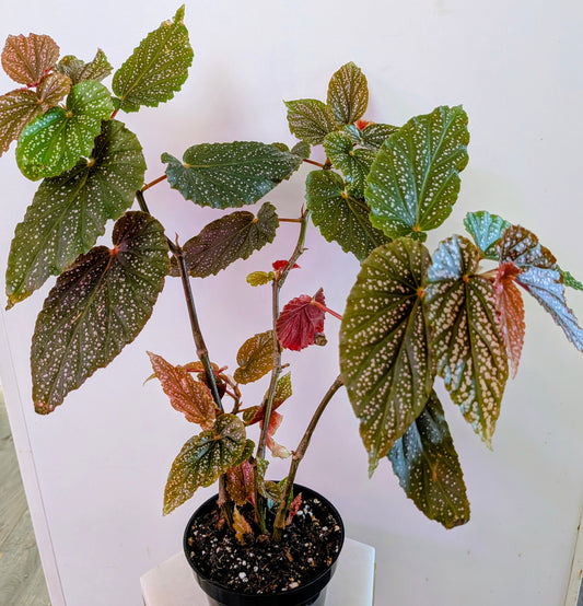 Begonia Benigo ( Pink Angel Wing Cabe Begonia)
