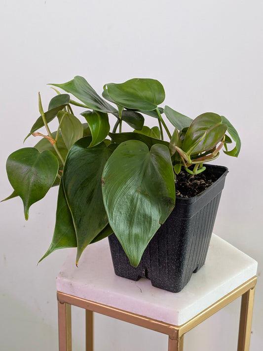 Heartleaf Philodendron