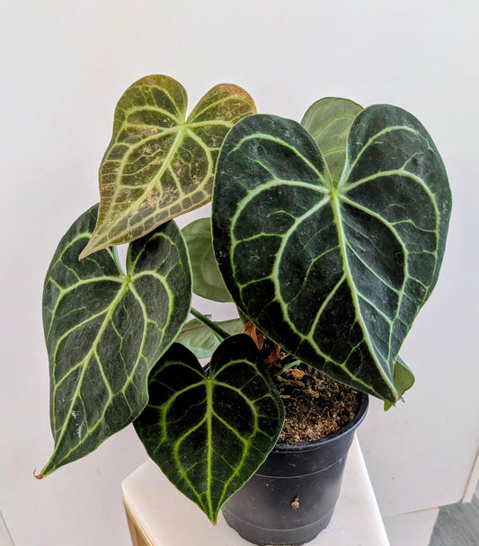 Anthurium Clarinervium