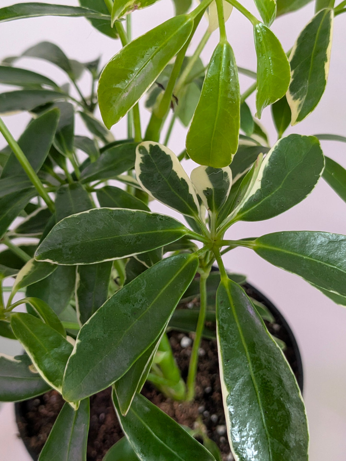 Umbrella Tree Variegated