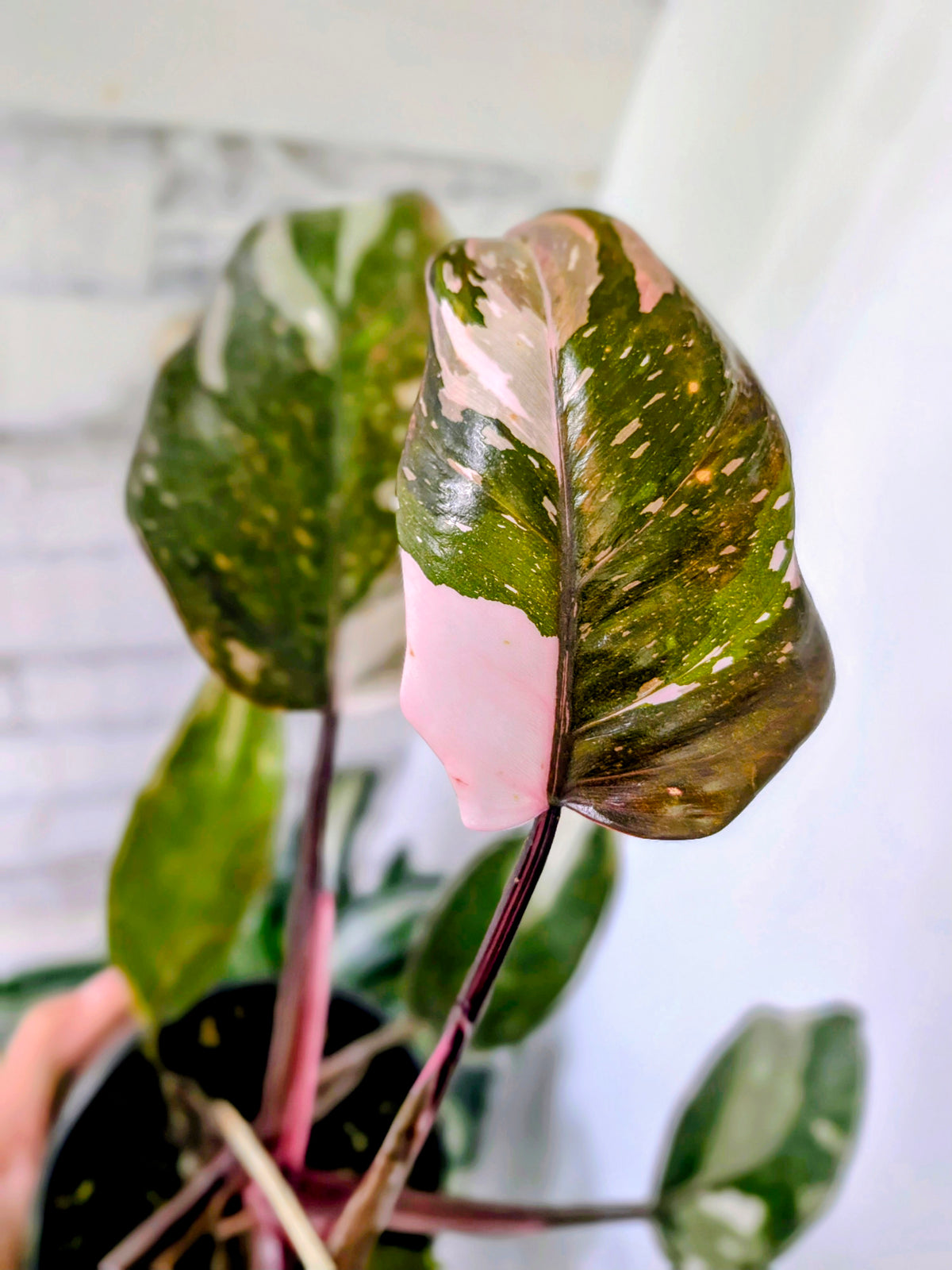 Philodendron Red Anderson