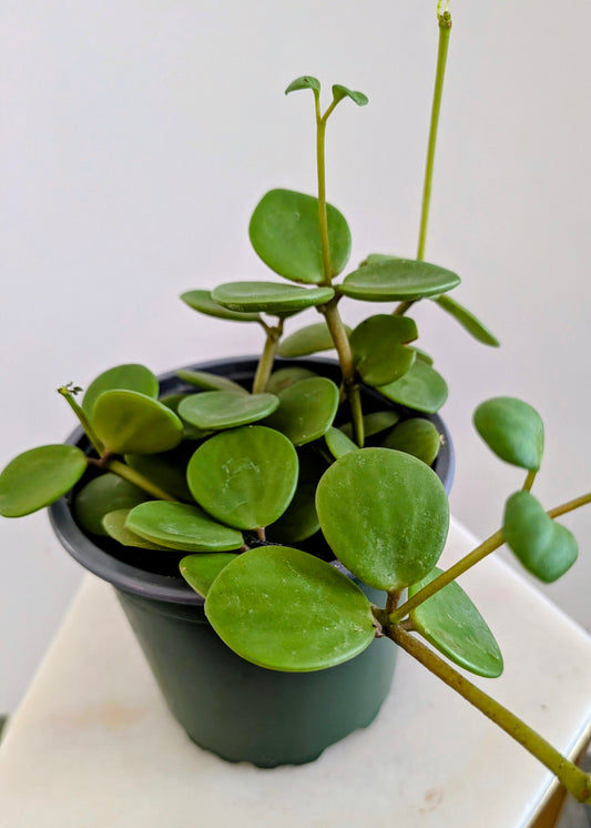 Peperomia Hope ( Peperomia tetraphylla)