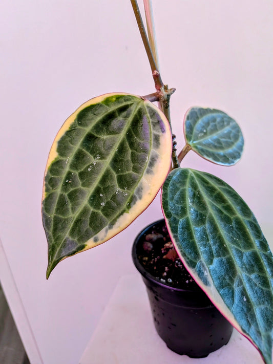Hoya Macrophylia Variegata