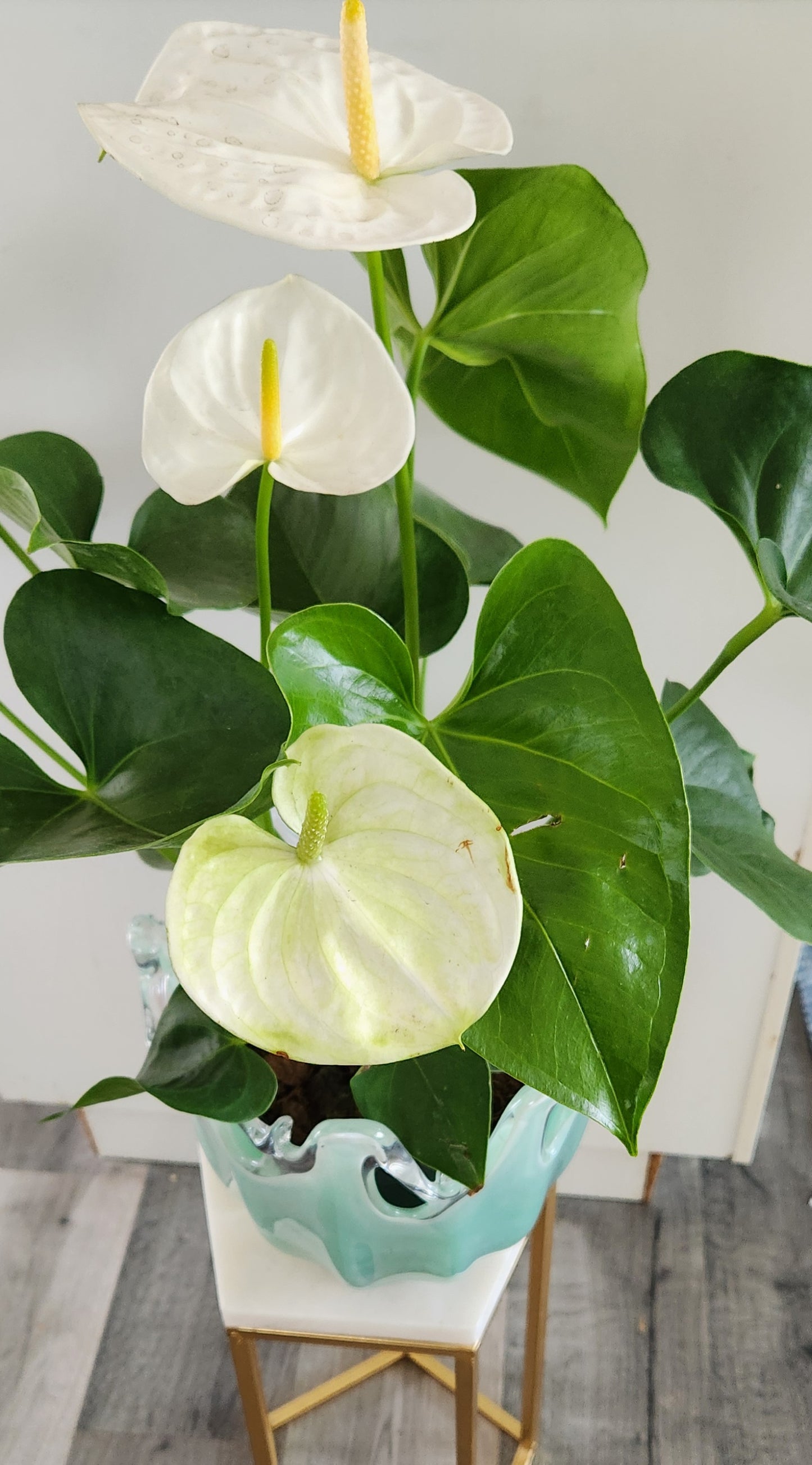 Anthurium Andraeanum (White Bloom)