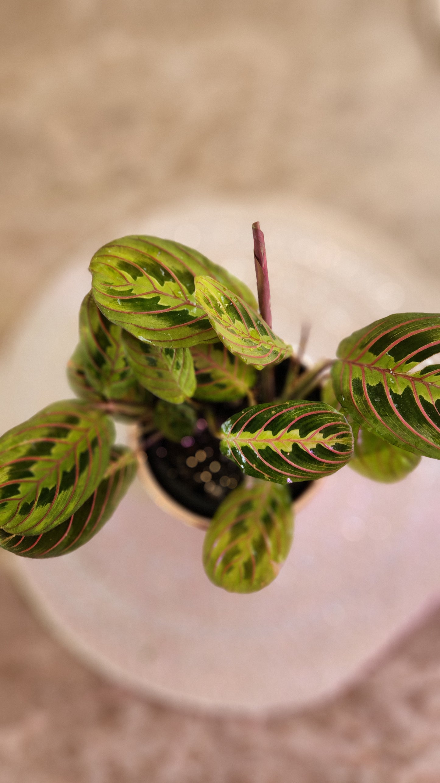 Maranta leuconeura 'Red' ( Prayer Plant)