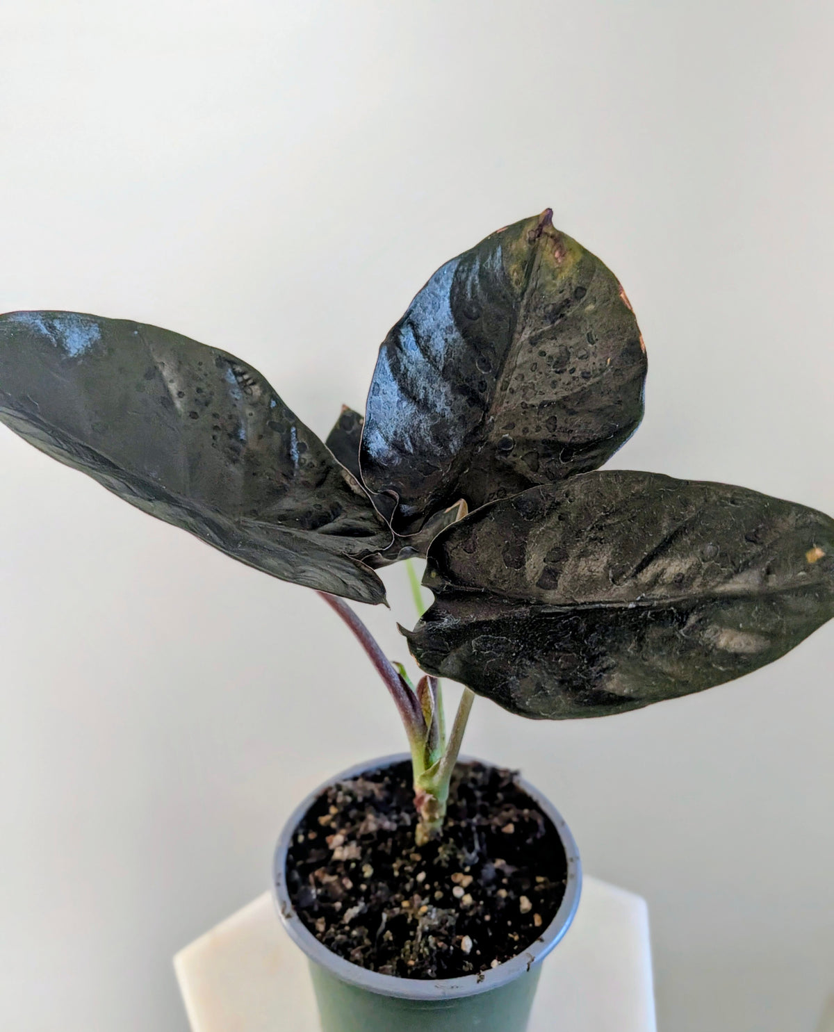 Alocasia Infernalis ‘Black Magic’