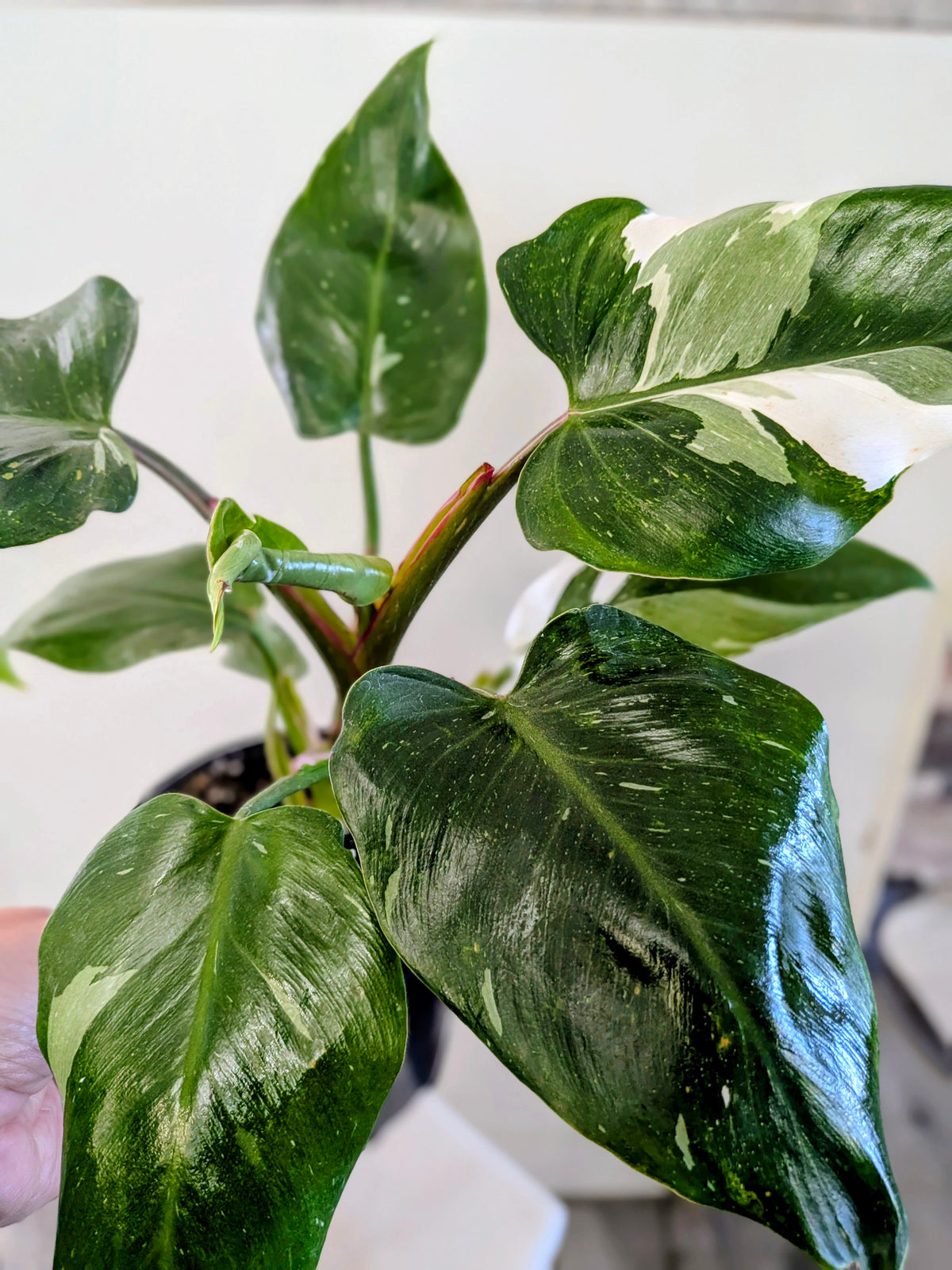 Philodendron "White Princess"