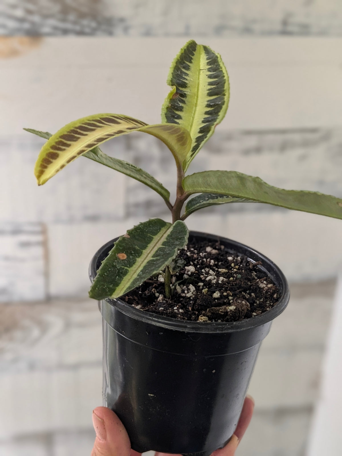 Labisia ‘Jabi Sunrise’