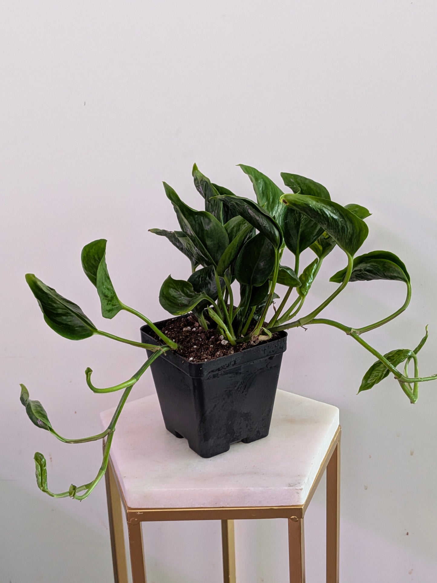 Epipremnum Aurum "Shangri-La"