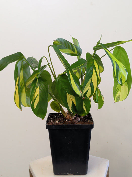 Calathea Pilosa