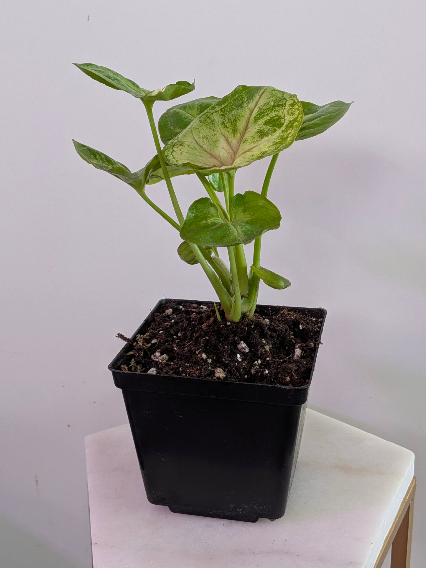 Syngonium "Kiwi"