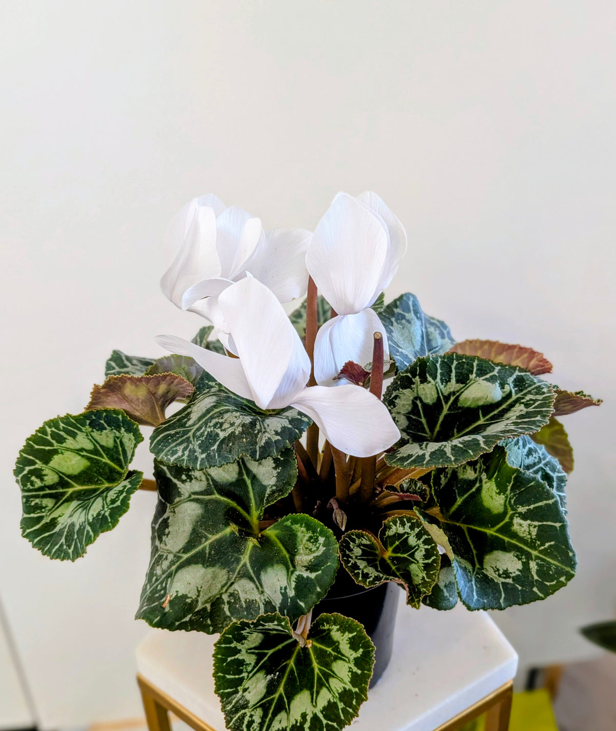 Cyclamen ( White or Vibrant pink)