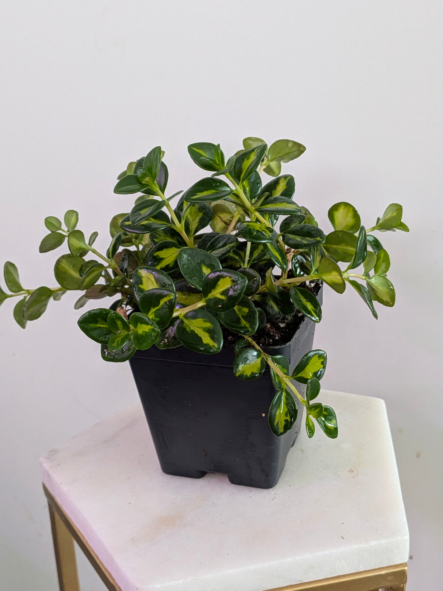 Goldfish Plant Variegated