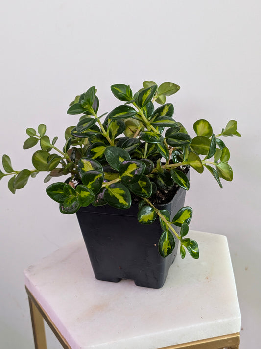 Goldfish Plant Variegated