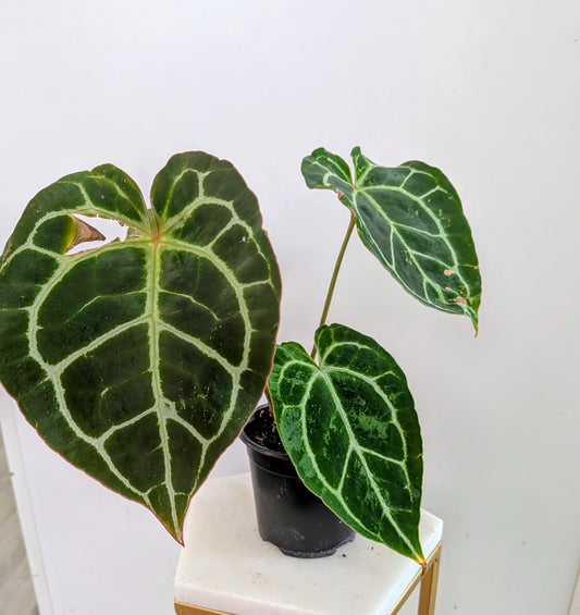 Anthurium Clarinervium