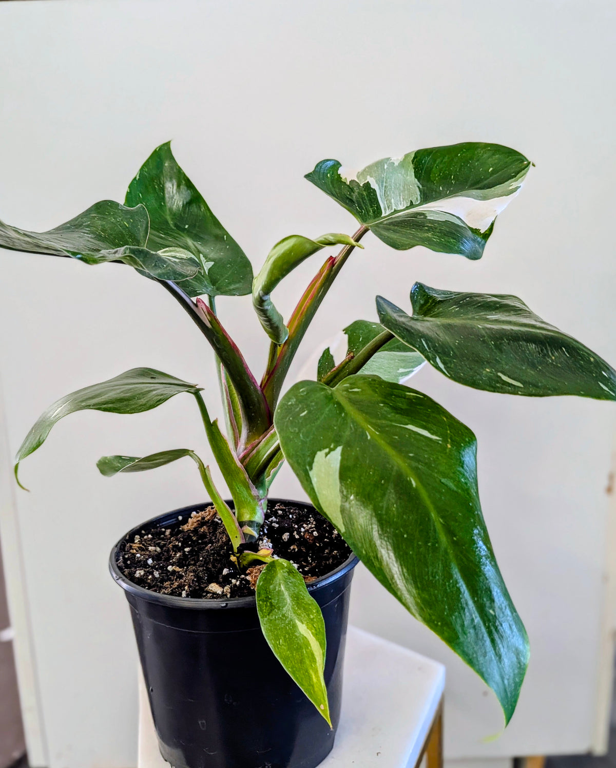 Philodendron "White Princess"